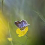 meadow, flower, butterfly